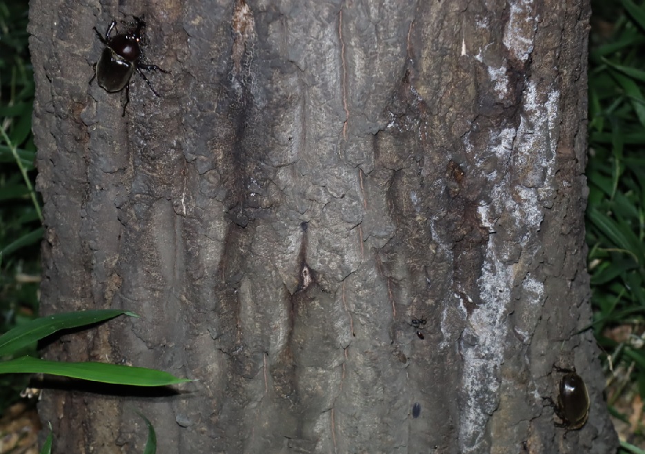 カブトムシ1♂1♀_No．9のクヌギ_クワガタ達のオアシス _2023年6月19日20時気温22度